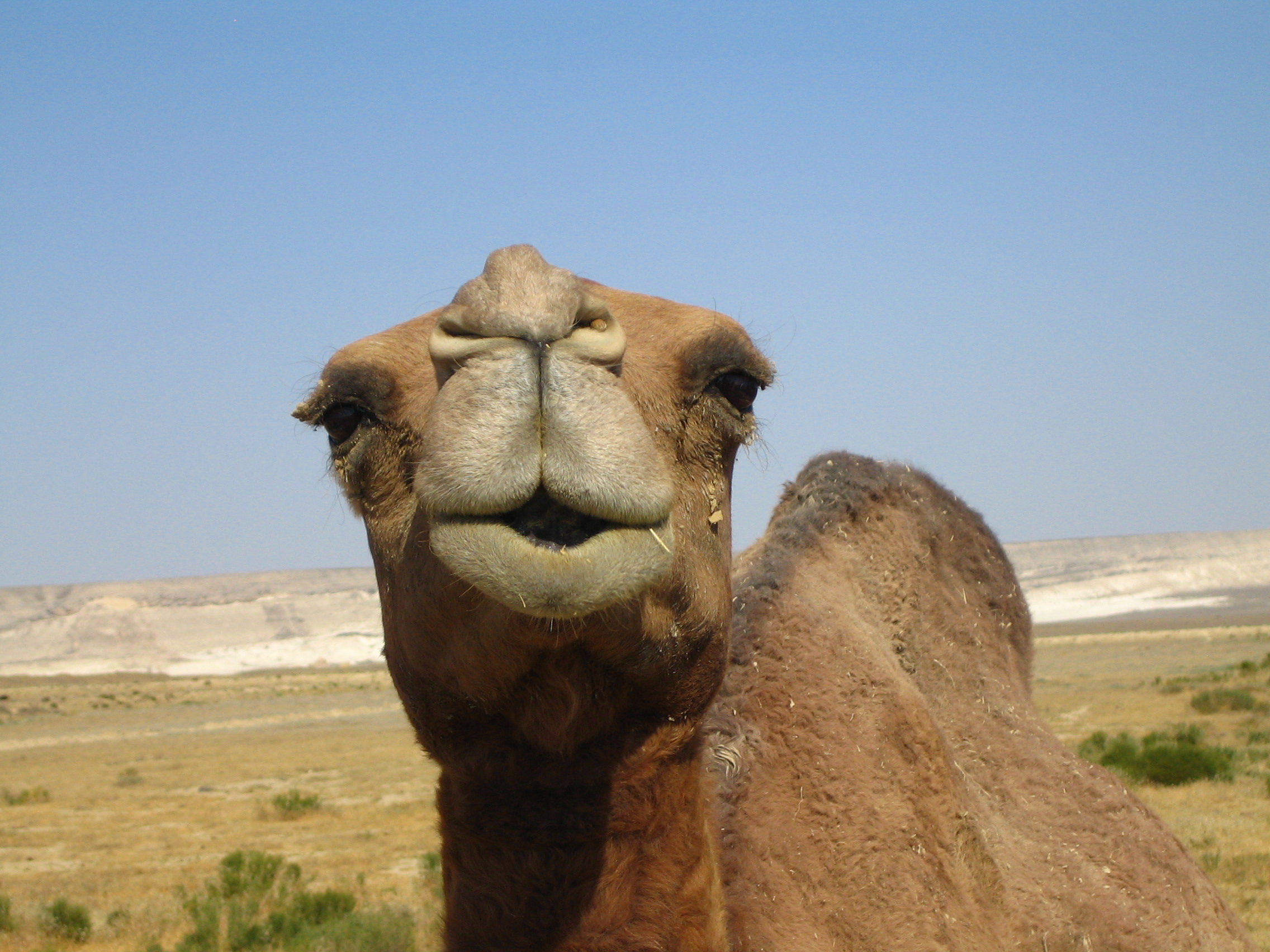 Camel